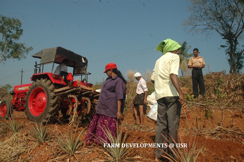 Mechanised harvesting 4.jpg